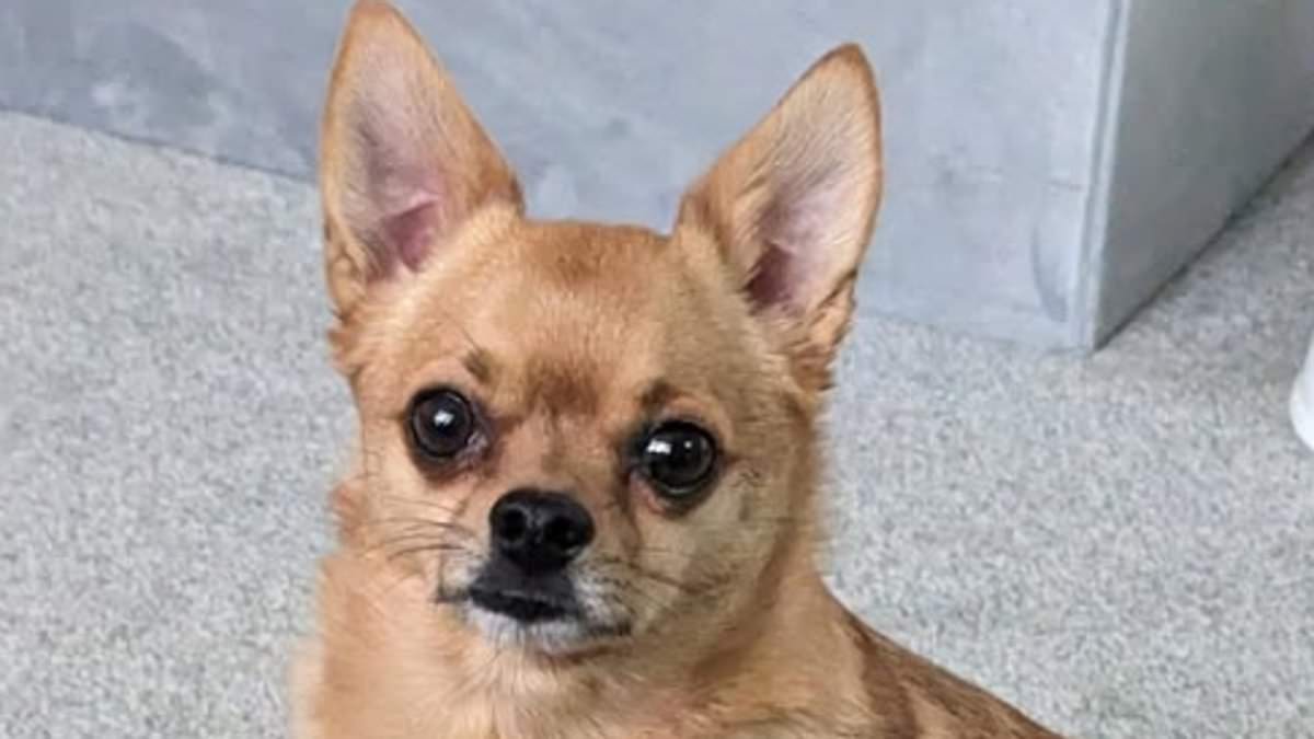 alert-–-tiny-chihuahua-called-reggie-‘kicked-to-death’-in-cruel-attack-that-left-dog-with-horrific-injuries-as-family-begs-for-help-to-find-those-responsible