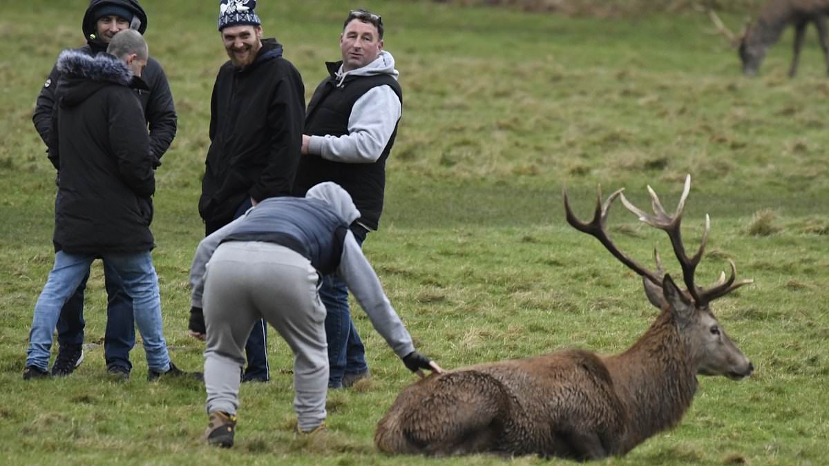 alert-–-shocking-moment-yobs-assault-wild-stag-by-pulling-its-antlers-and-slapping-it-on-the-rump-while-egged-on-by-their-mindless-friends