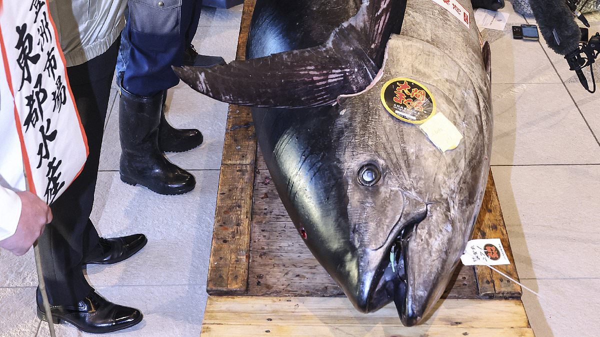 alert-–-massive-276-kilogram-tuna-sells-for-an-eye-watering-1million-at-japan-market-–-making-it-the-second-highest-price-paid-for-a-fish