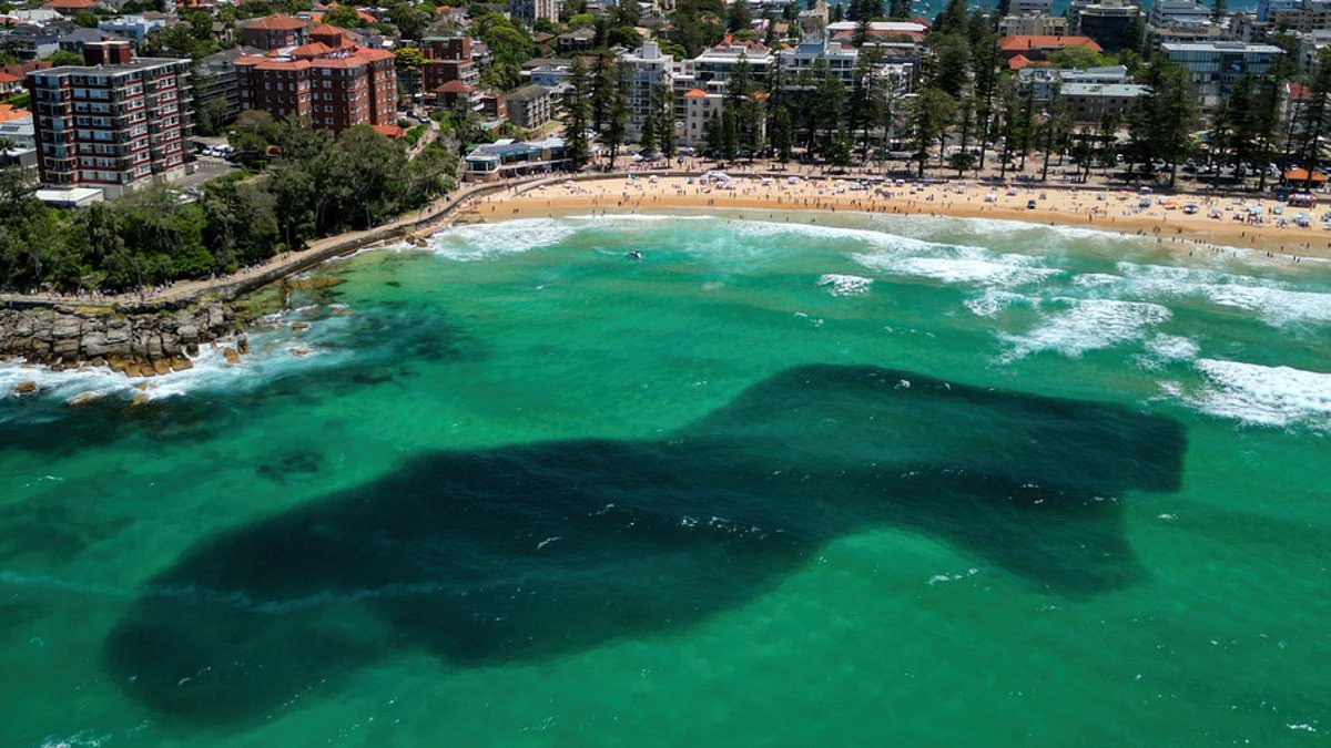 alert-–-why-this-ominous-shadow-shut-down-a-packed-beach-in-sydney