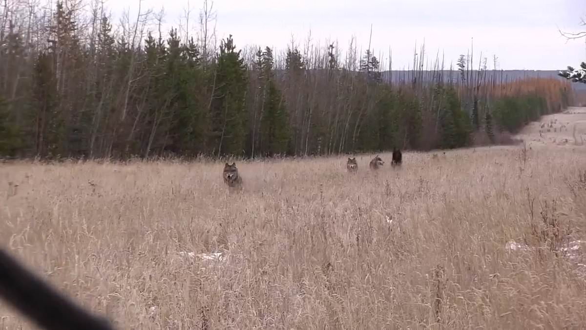 alert-–-terrifying-moment-pack-of-wolves-see-hunter-and-start-running-towards-her