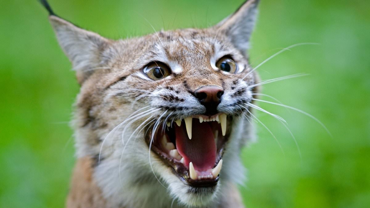 alert-–-two-more-lynx-have-been-spotted-roaming-wild-in-the-highlands