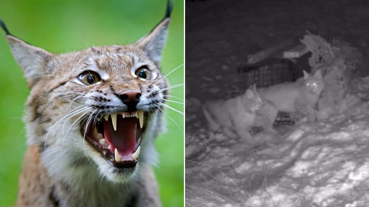 alert-–-tragedy-as-freed-lynx-dies-less-than-24-hours-after-being-captured.-so-who-is-letting-them-loose?