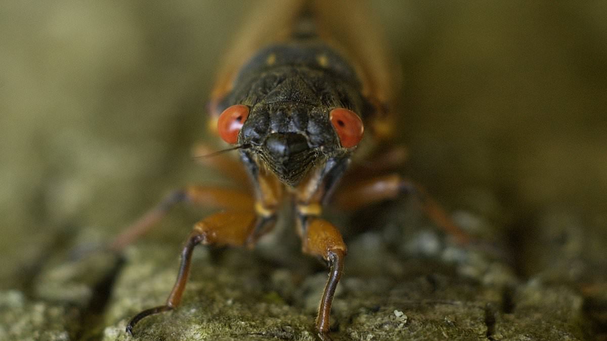 alert-–-huge-‘alien-like’-insect-to-emerge-from-17-year-slumber-and-wreak-havoc-across-more-than-a-dozen-us-states