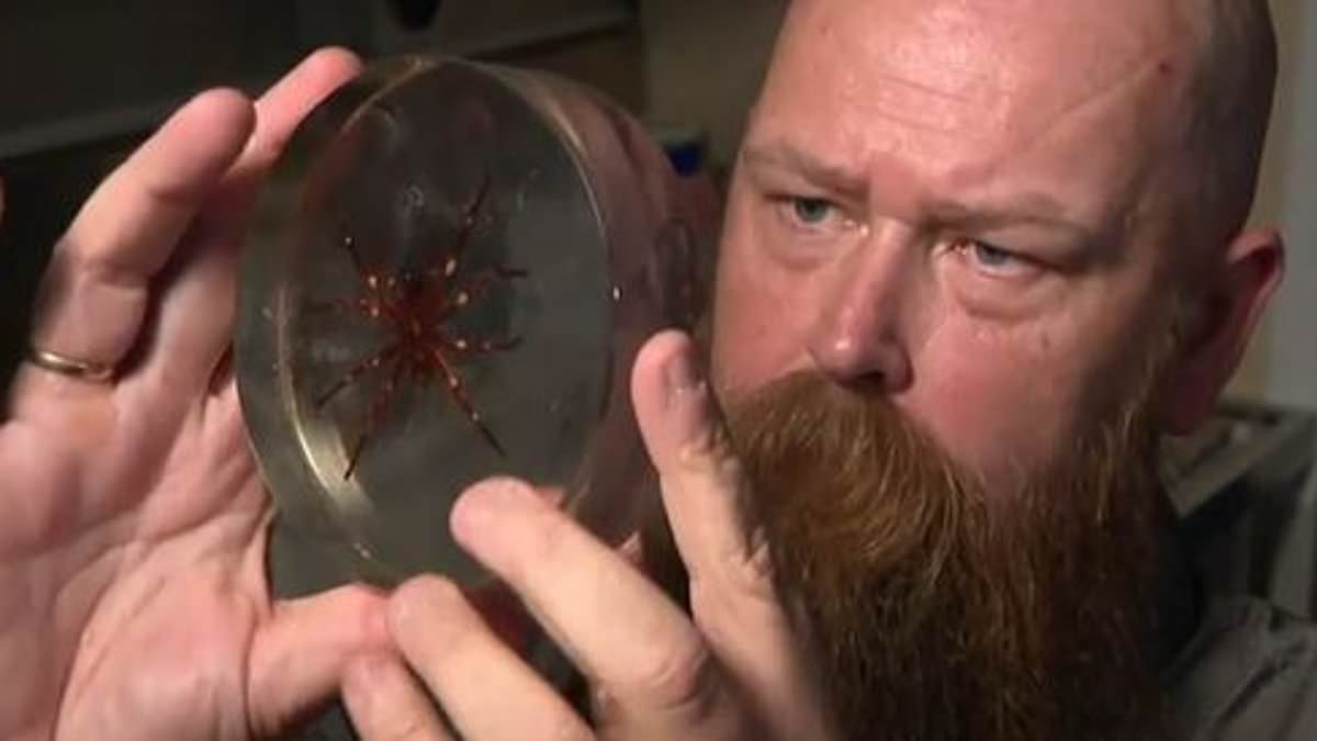 alert-–-new-super-sized-funnel-web-spider-dubbed-the-‘big-boy’-is-discovered-–-putting-aussies-in-one-state-on-alert