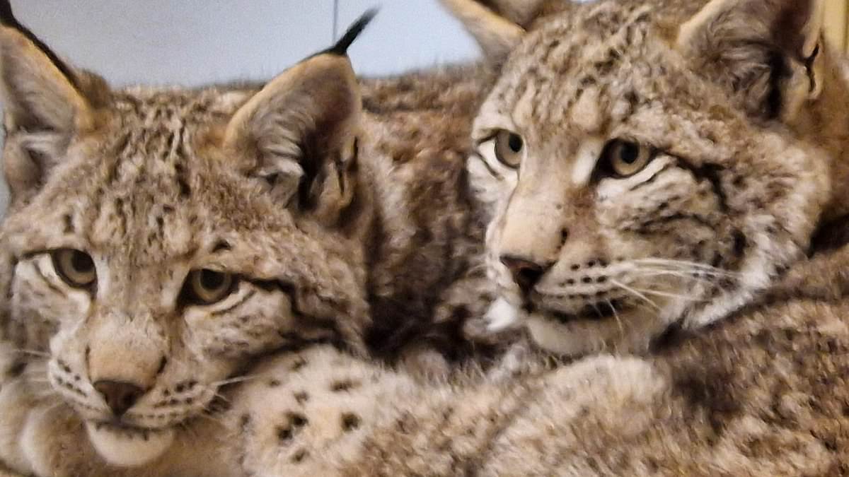 alert-–-cuddled-up,-safe-and-well-(and-getting-a-good-feed),-the-illegally-freed-lynx-who-captured-the-hearts-of-a-nation