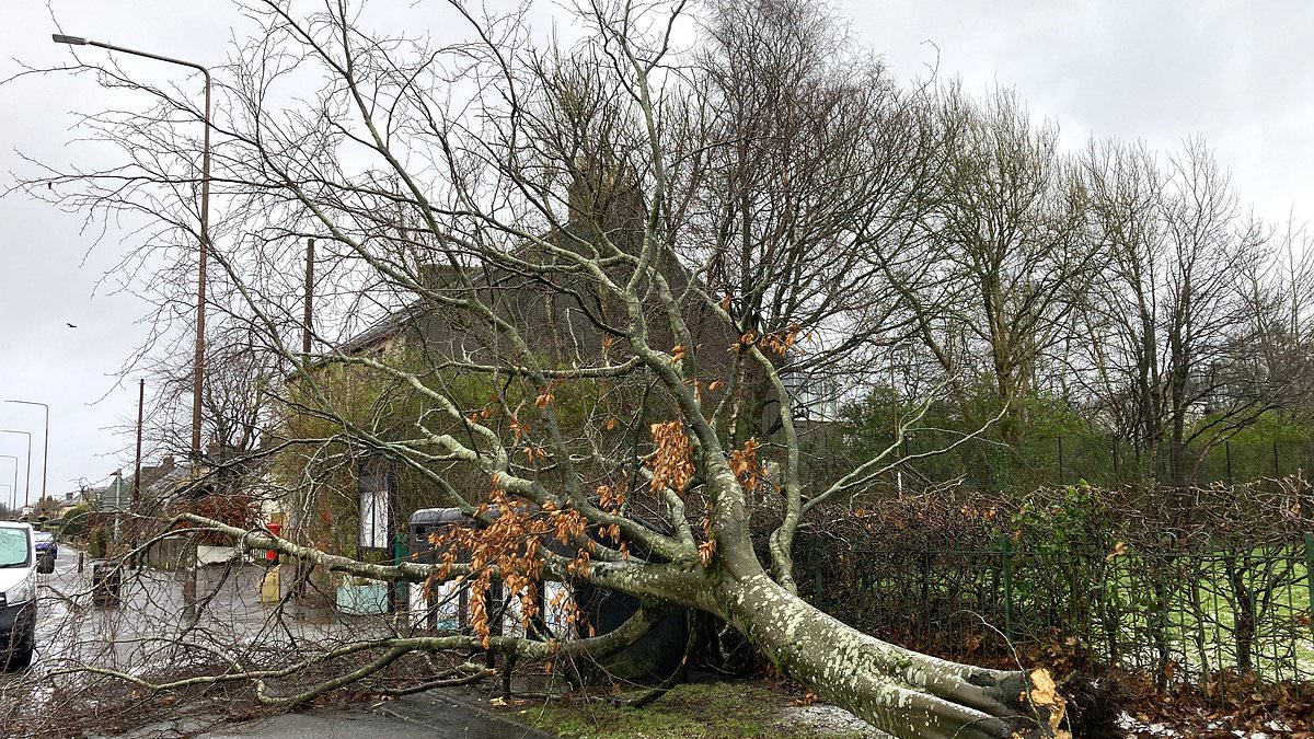 alert-–-teenager,-19,-dies-after-car-is-hit-by-falling-tree-amid-high-winds-in-storm-eowyn