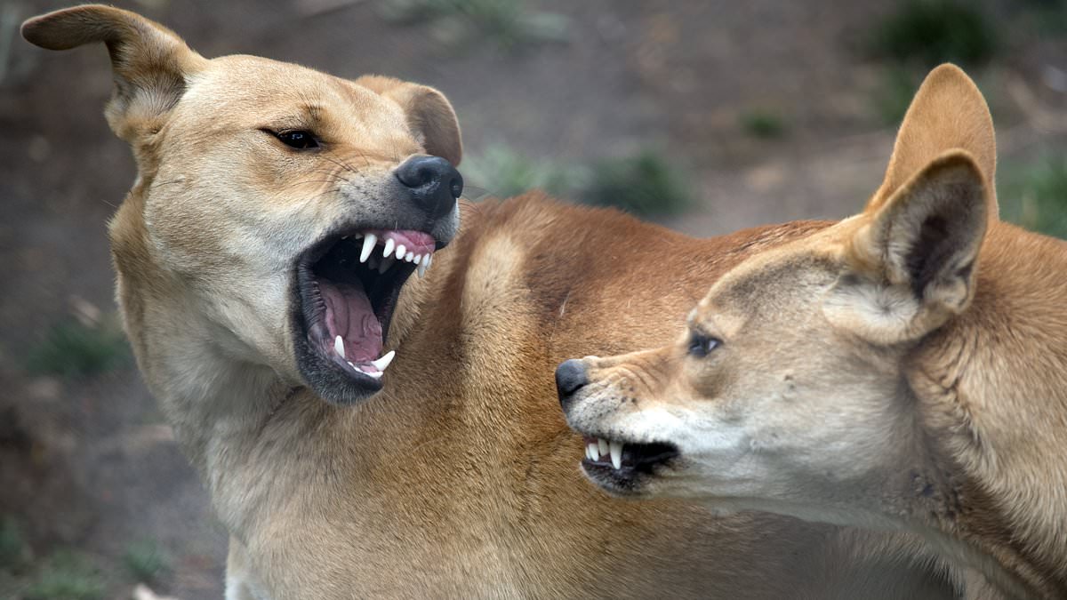 alert-–-toddler-is-savagely-mauled-by-a-dingo-on-k’gari-in-second-attack-in-third-attack-within-days