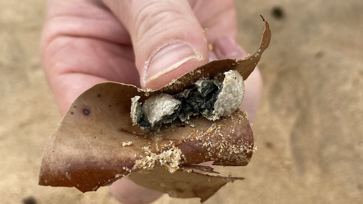 alert-–-mystery-balls-are-finally-identified-after-washing-up-on-sydney’s-northern-beaches-and-sparking-panic