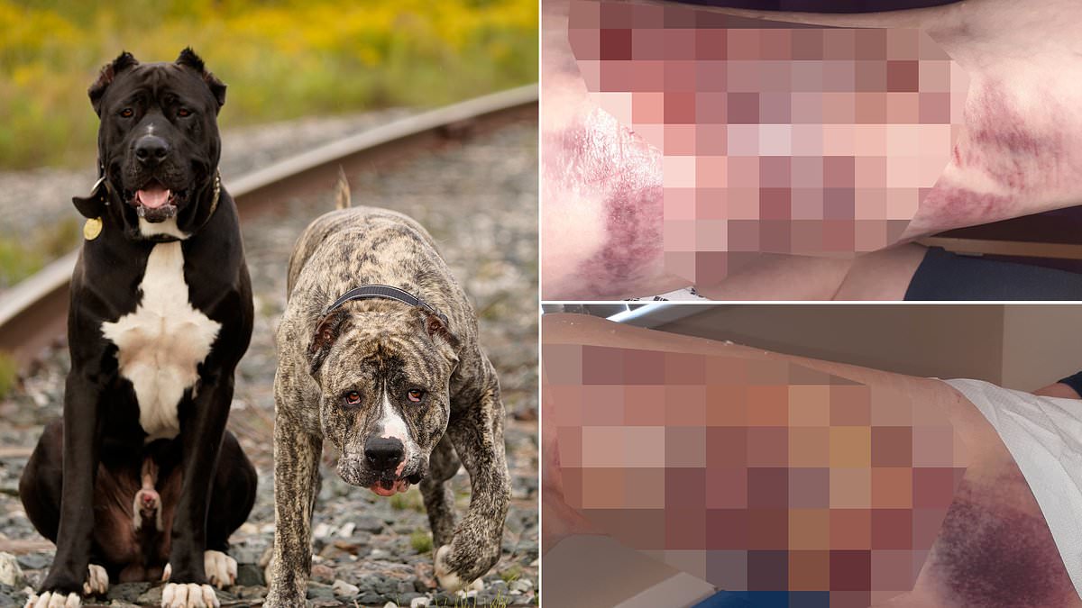 alert-–-meet-the-new-xl-bully:-bully-kutta-fighting-dogs-in-vogue-after-dangerous-breed-was-banned-–-as-mauling-victim-calls-for-them-to-be-outlawed