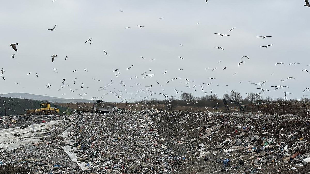 alert-–-homeowners-‘terrified-to-venture-outside’-as-5,000-seagulls-plague-the-skies-by-dropping-animal-bones-in-their-gardens-and-making-their-pets-ill-with-residents-living-in-a-perpetual-‘alfred-hitchcock-horror’-nightmare