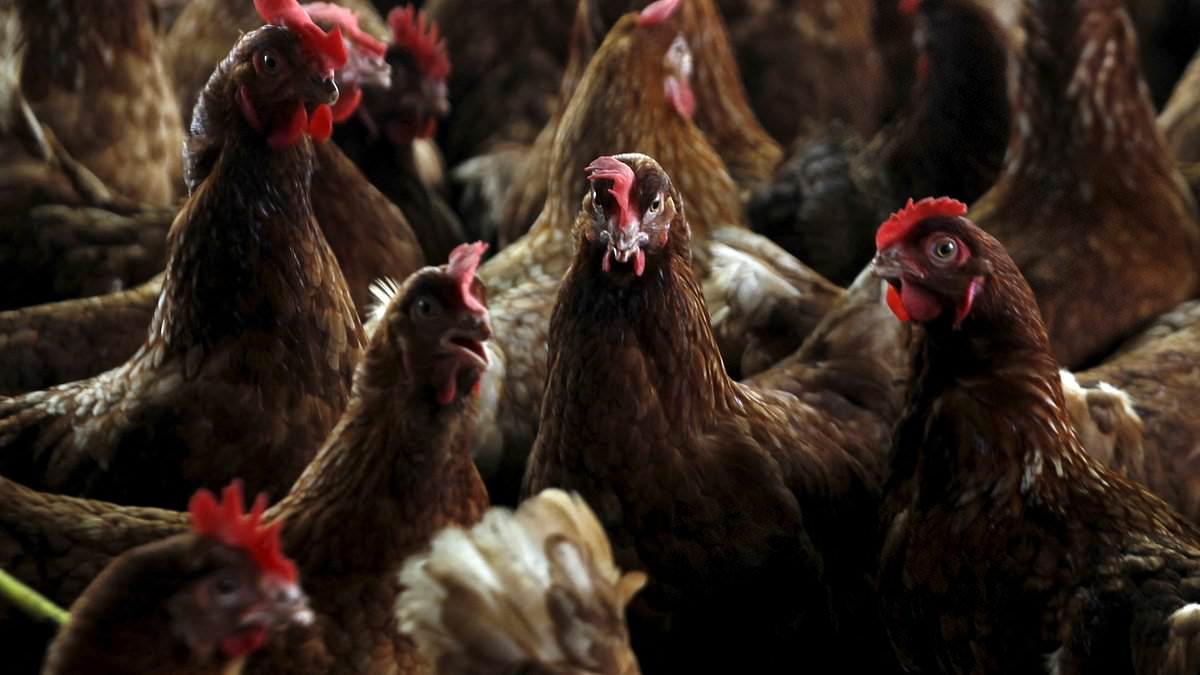 alert-–-bird-flu-outbreak-rocks-a-fourth-poultry-farm-in-australia