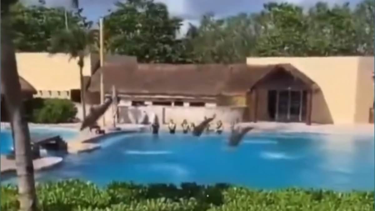 alert-–-horrifying-moment-dolphin-dies-after-leaping-out-of-a-pool-at-mexican-resort-and-smashing-down-into-concrete-floor