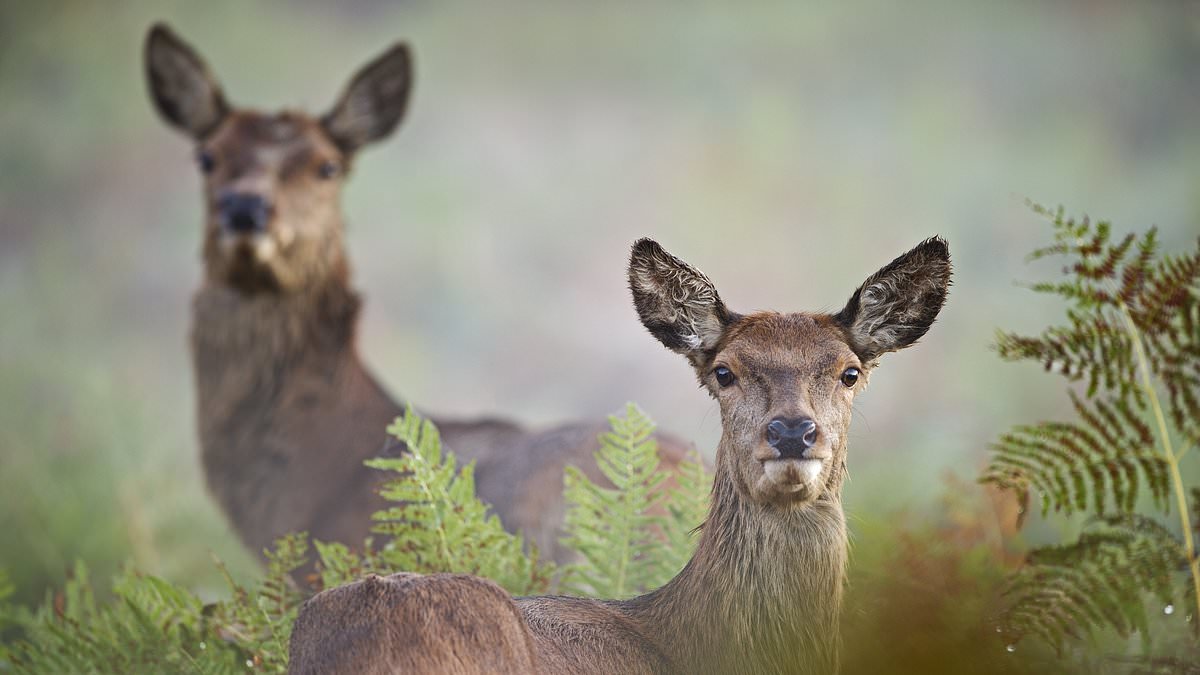 alert-–-man-who-used-knife-to-slaughter-deer-his-dog-had-savaged-is-fined-–-as-he-becomes-first-person-in-scotland-convicted-under-new-hunt-laws