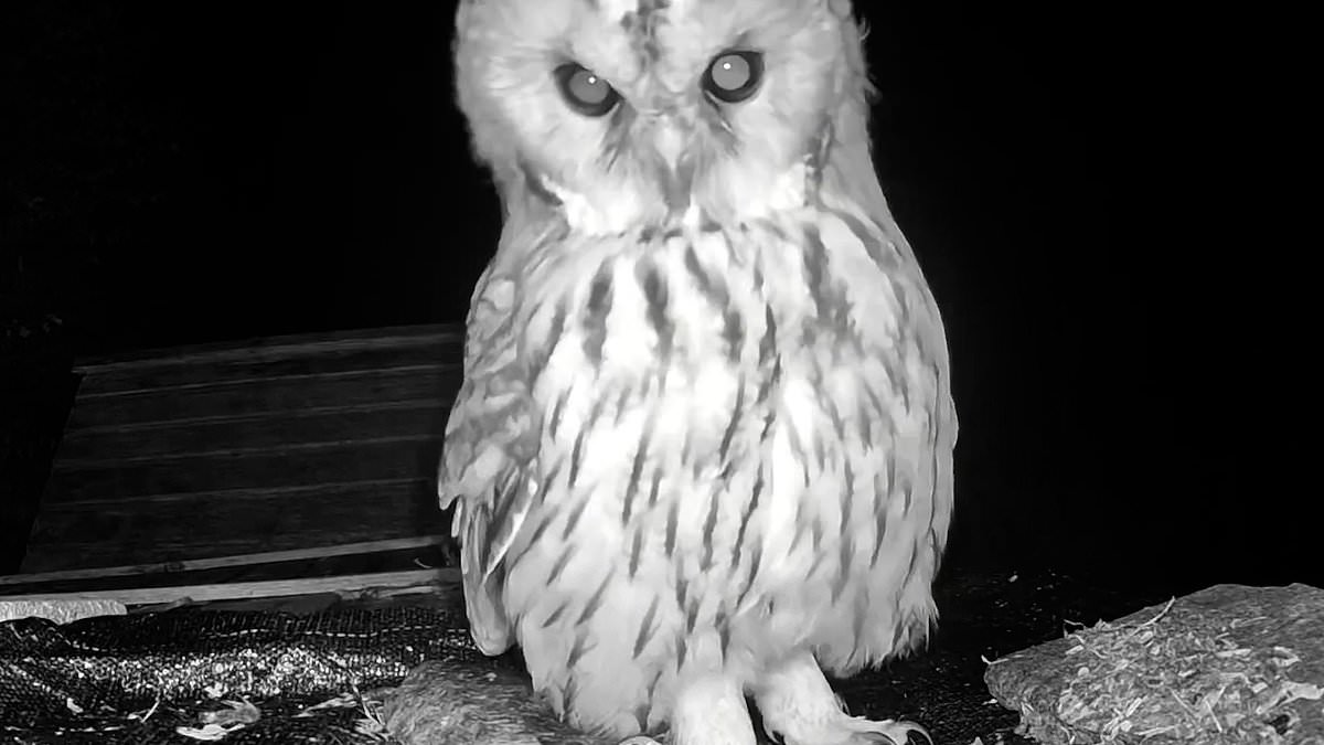 alert-–-owl-be-back!-adorable-owl-returns-every-night-to-visit-the-man-who-saved-its-life-and-nursed-it-back-to-health