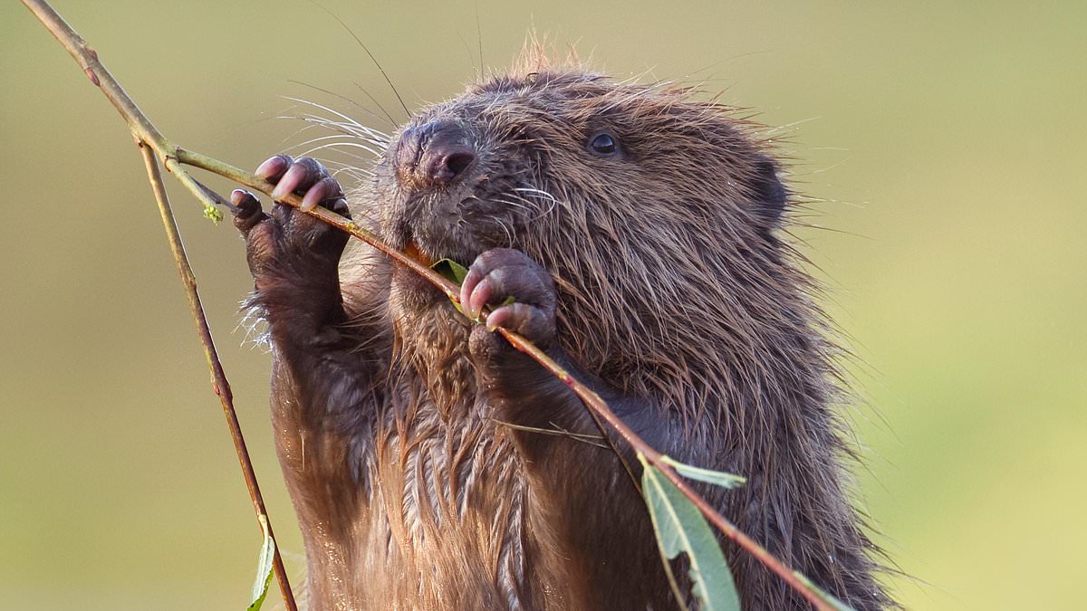 alert-–-the-battle-of-bodmin-moor:-how-an-ex-cavalry-officer-has-gone-to-war-with-the-landowning-neighbour-who-‘kidnapped’-his-family-of-runaway-beavers-–-led-by-sigourney-beaver-and-jean-claude-van-dam