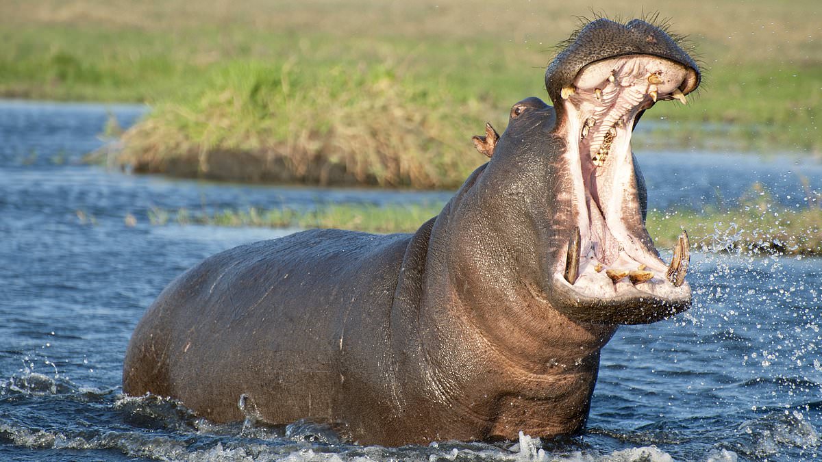 alert-–-husband-watches-in-horror-as-rampaging-hippo-kills-his-wife-on-african-safari-tour