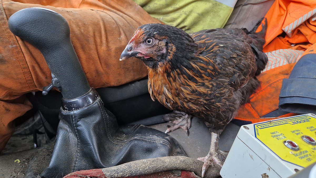 alert-–-real-life-chicken-run!-stowaway-hen-makes-25-mile-break-for-it-before-anyone-realises-it’s-escaped