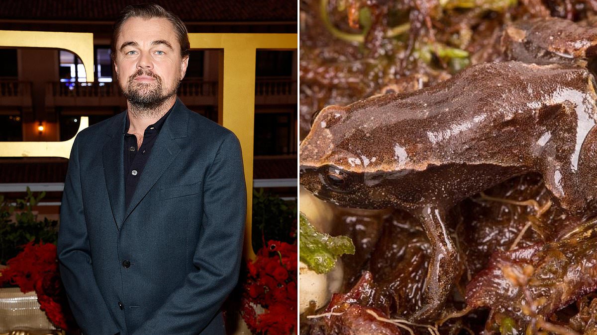 alert-–-leonardo-dicaprio-has-frog-named-after-him-–-and-no,-it’s-not-because-it-is-only-attracted-to-young-females