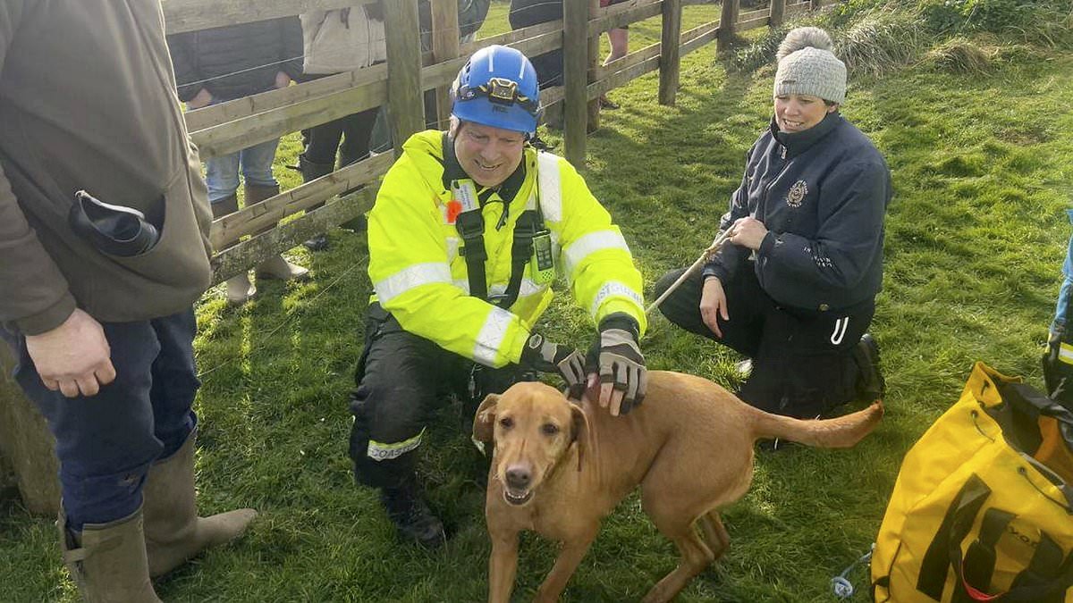 alert-–-labrador-who-ran-off-a-cliff-and-survived-three-days-living-without-any-food-or-water-on-a-ledge-is-rescued