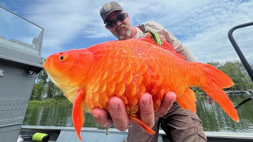 alert-–-wildlife-officials-issue-warning-to-pet-owners-after-massive-goldfish-discovered-in-pennsylvania