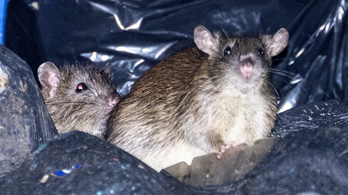 alert-–-the-city-overrun-by-rats-where-rodents-the-size-of-cats-lurk-in-bins,-swarms-take-over-train-stations…-and-the-labour-council-which-has-started-charging-people-a-‘rat-tax’-to-get-rid-of-them