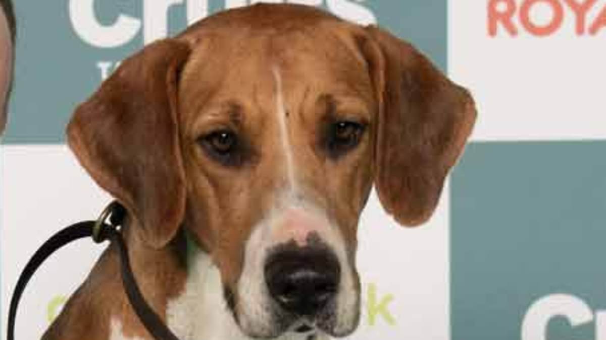 alert-–-old-english-foxhound-‘sparkle’-from-the-percy-hunt-in-northumberland-makes-history-as-she-wins-best-of-breed-at-crufts