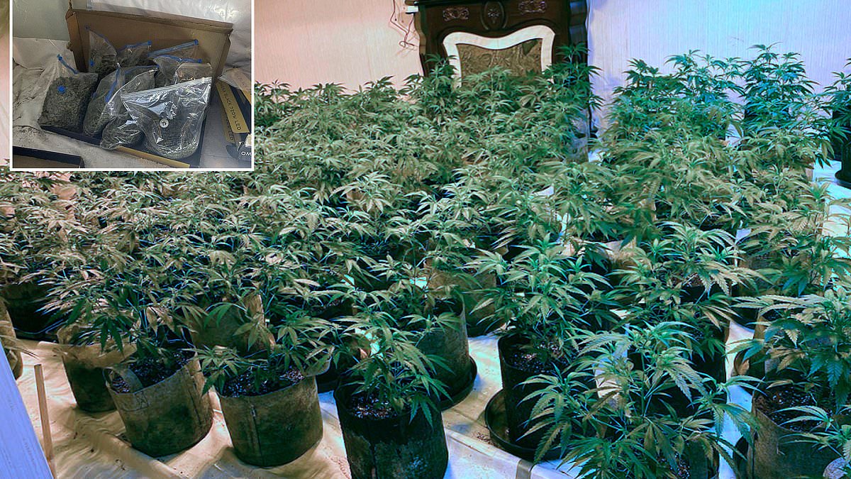 alert-–-police-seize-850,000-of-cannabis-from-illegal-factories-across-britain-in-weekend-raids