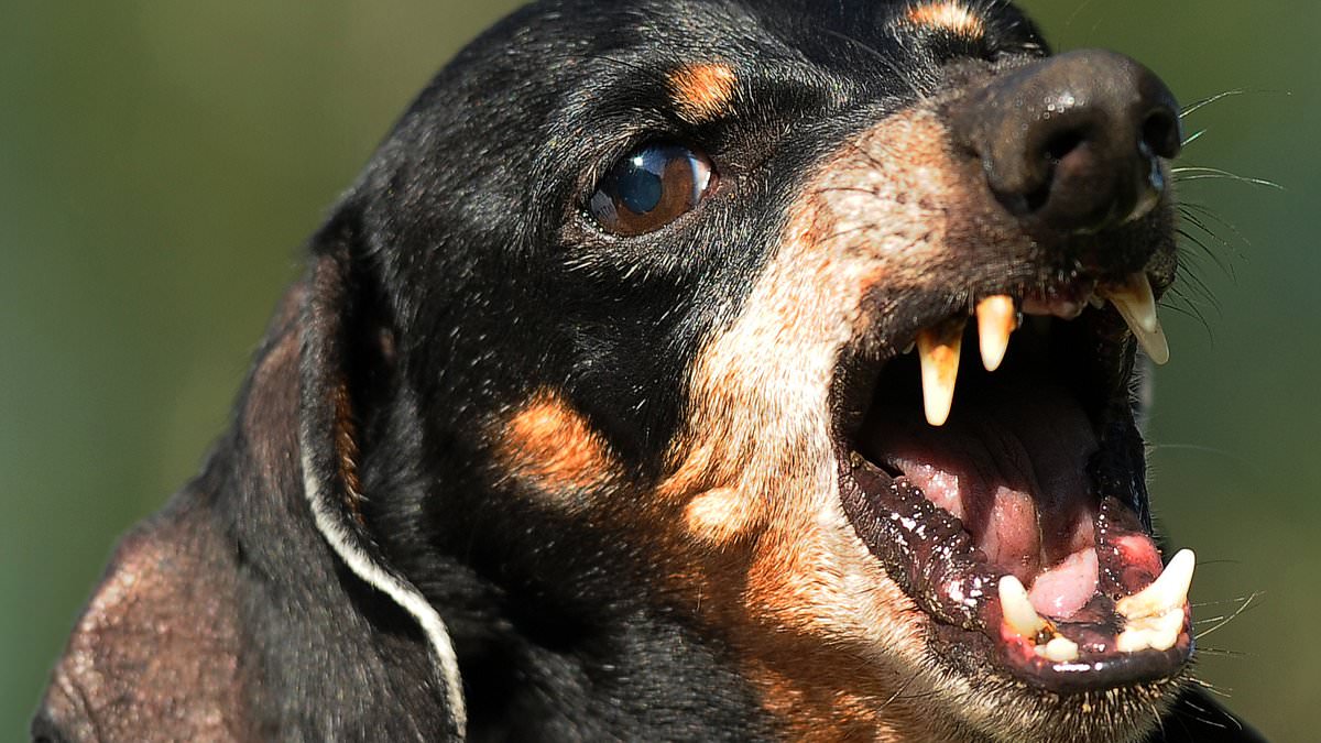 alert-–-‘aggressive’-dachshund kills-month-old-baby-after-vets-ignored-worried-parents’-concerns-and-refused-to-euthanise-it