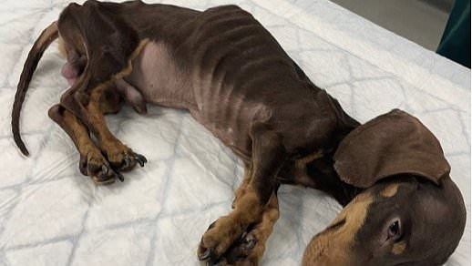 alert-–-animal-cruelty-couple-receive-death-threats-after-conviction-for-treatment-of-emaciated-sausage-dog-pet-that-had-to-be-put-down