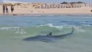 alert-–-shark-attack-horror:-terrified-crowd-watch-helplessly-as-swimmer-is-mauled-in-the-sea-and-feared-dead-off-israel