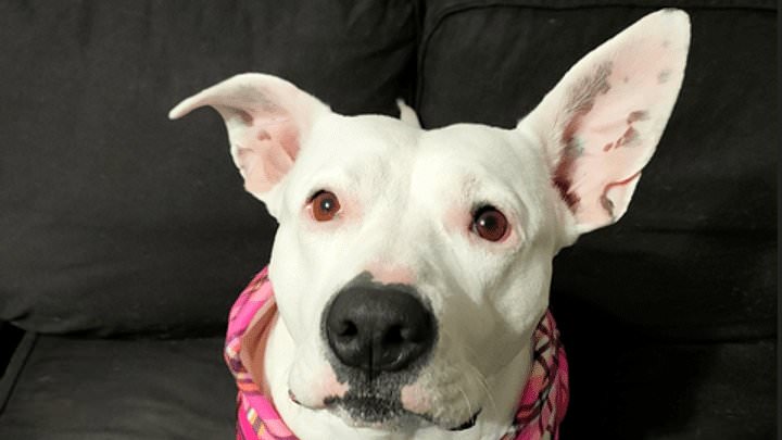 alert-–-it’s-every-pet-owner’s-worst-nightmare:-cruel-moment-dog-called-morticia-is-stolen-from-her-72-year-old-owner-by-group-of-teens