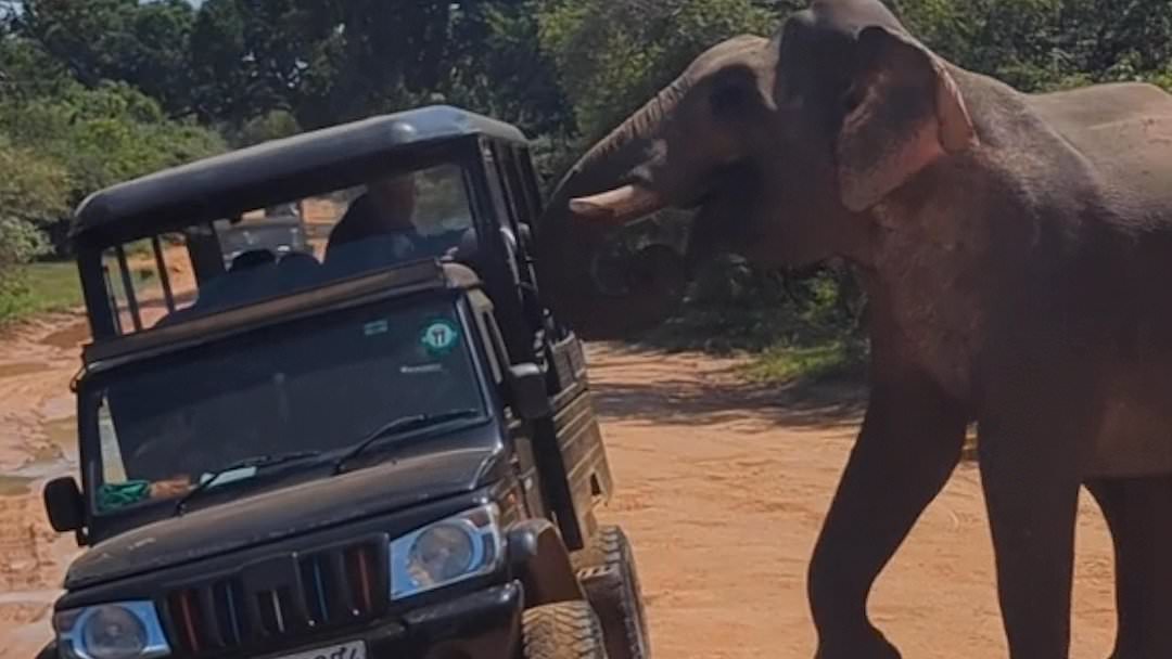 alert-–-world’s-top-10-deadliest-animals-revealed:-biggest-killers-may-surprise-you…-and-the-apex-predator-that-doesn’t-make-the-list