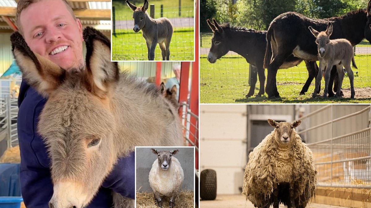 alert-–-baby-donkey-ends-up-with-two-mothers-after-‘one-in-a-million’-mix-up-at-birth