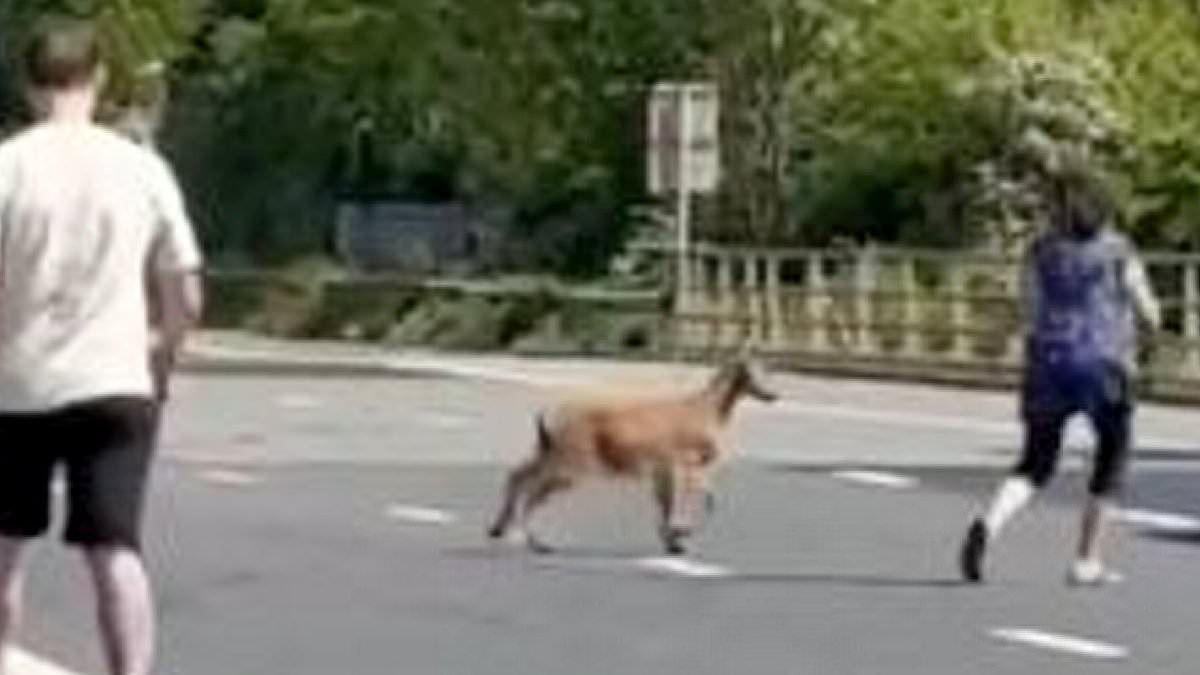 alert-–-moment-bank-holiday-traffic-is-brought-to-a-standstill-on-motorway…-because-of-a-goat