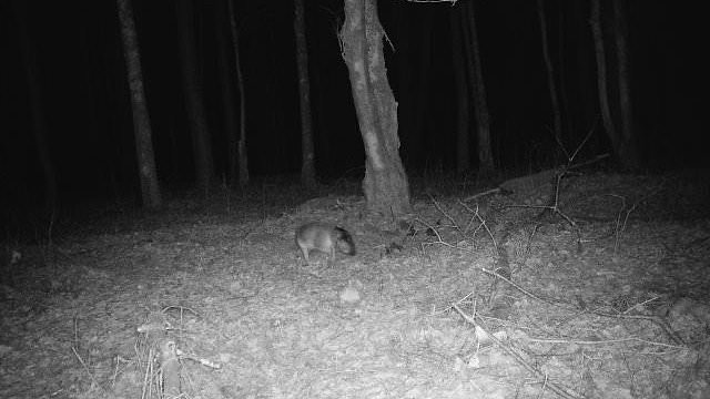 alert-–-‘headless’-mystery-beast-is-caught-on-trail-cam-in-the-dead-of-night-leaving-the-internet-perplexed