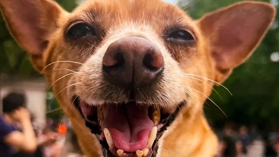 alert-–-adorable-dog-mauled-in-vicious-attack-as-owners-of-the-bloodthirsty-animal-flee-the-scene