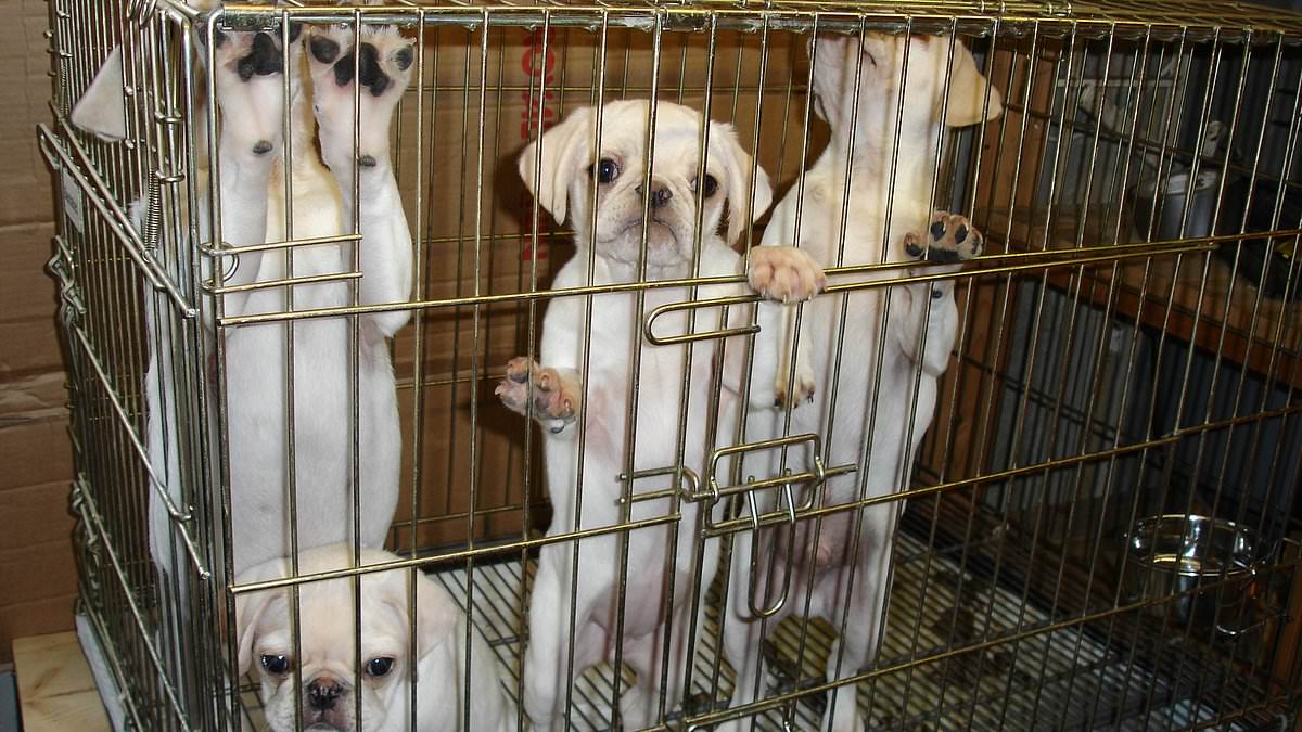 alert-–-who-let-the-dogs-in?-smugglers-and-criminal-breeders-are-feared-to-be-behind-up-to-four-in-five-of-all-puppy-sales-in-uk