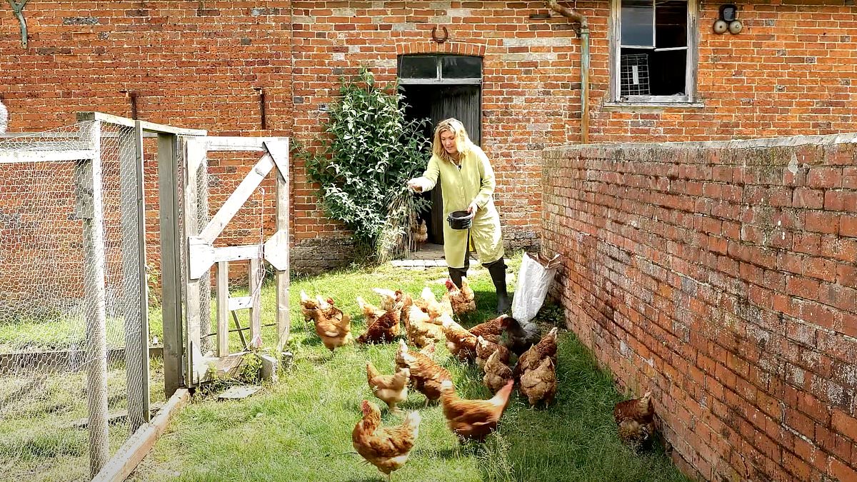 alert-–-countess’-chickens-behind-plan-to-tear-down-100-year-old-greenhouses-‘overrun-with-vermin’-at-stately-home-dubbed-the-‘real-downton-abbey’