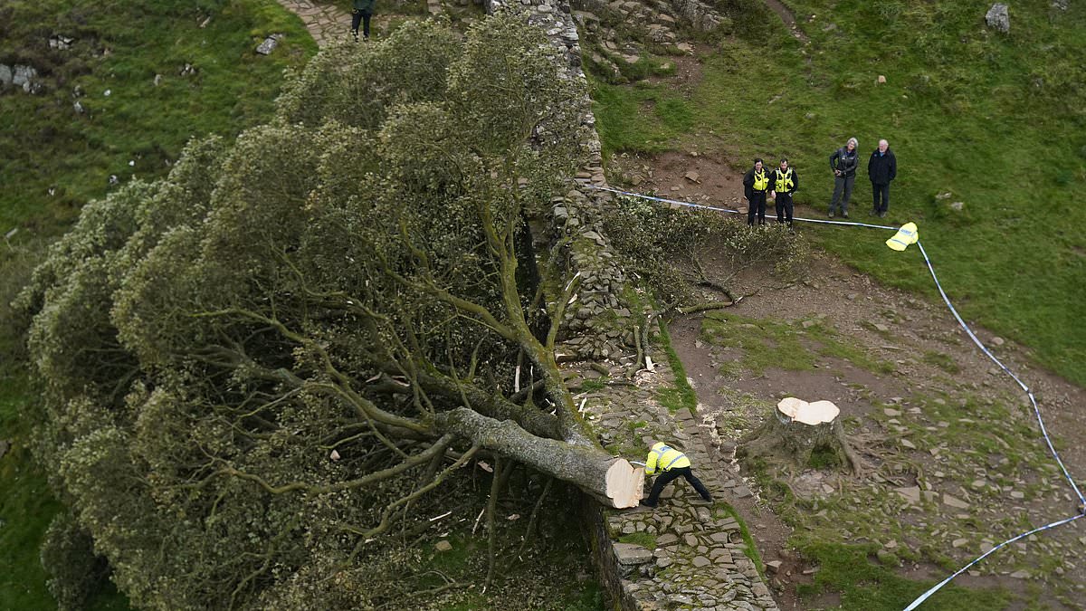alert-–-two-men-are-found-guilty-of-chopping-down-beloved-sycamore-gap-tree-during-‘moronic-mission’-which-they-filmed-on-mobile-phone