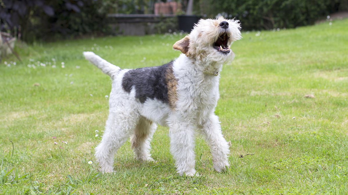 alert-–-what’s-your-pet-saying?-ai-could-help-translate-animal-sounds-into-words