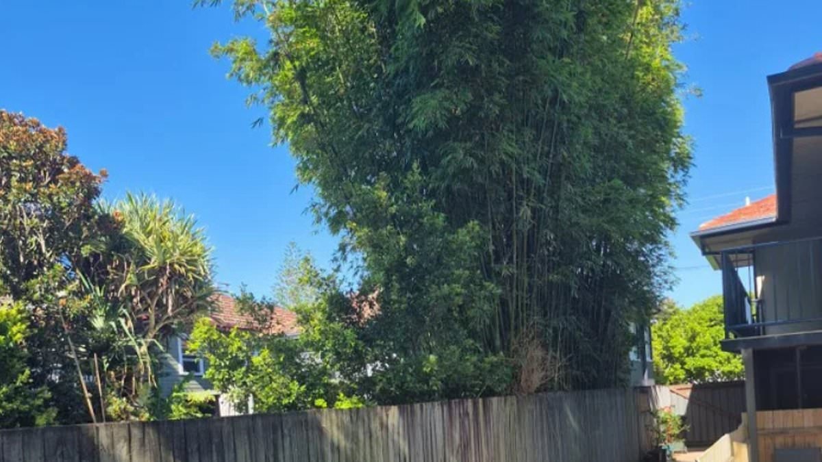 alert-–-my-neighbour’s-bamboo-is-costing-me-thousands…-but-he-doesn’t-care –-here’s-why