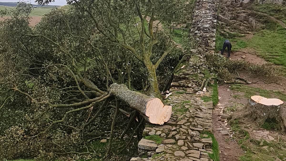 alert-–-revealed,-secrets-that-drove-once-inseparable-‘odd-couple’-to-chop-down-iconic-sycamore-gap
