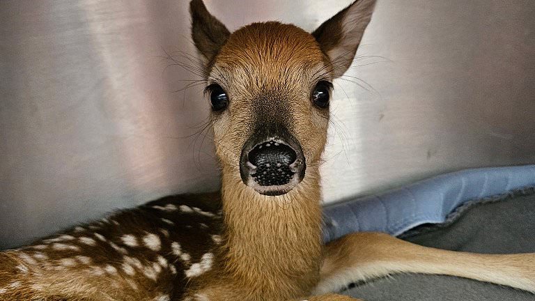 alert-–-bambi-like-baby-deer-is-miraculously-rescued-after-its-mom-is-hit-and-killed-by-car