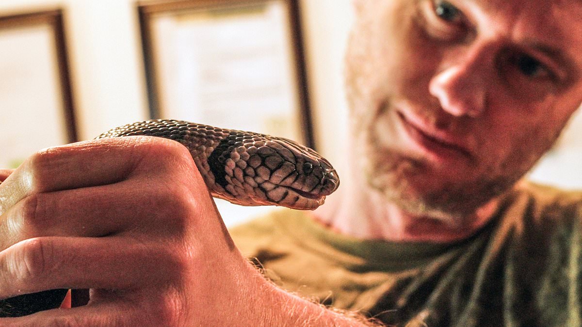 alert-–-i-sat-in-my-basement-for-18-years-injecting-myself-with-snake-venom.-this-is-why-i-did-it-–-and-why-everyone-should-thank-me