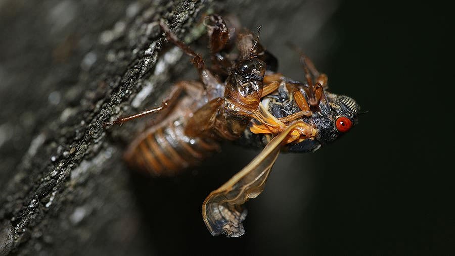 alert-–-massive-sex-crazed-insects-are-spotted-in-wild-again-after-17-year-slumber…-and-will-cause-chaos-across-dozens-of-states