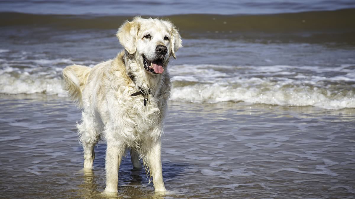 alert-–-strict-ban-across-uk-beaches-that-could-land-you-with-1,000-fine…-is-your-nearest-on-the-list?