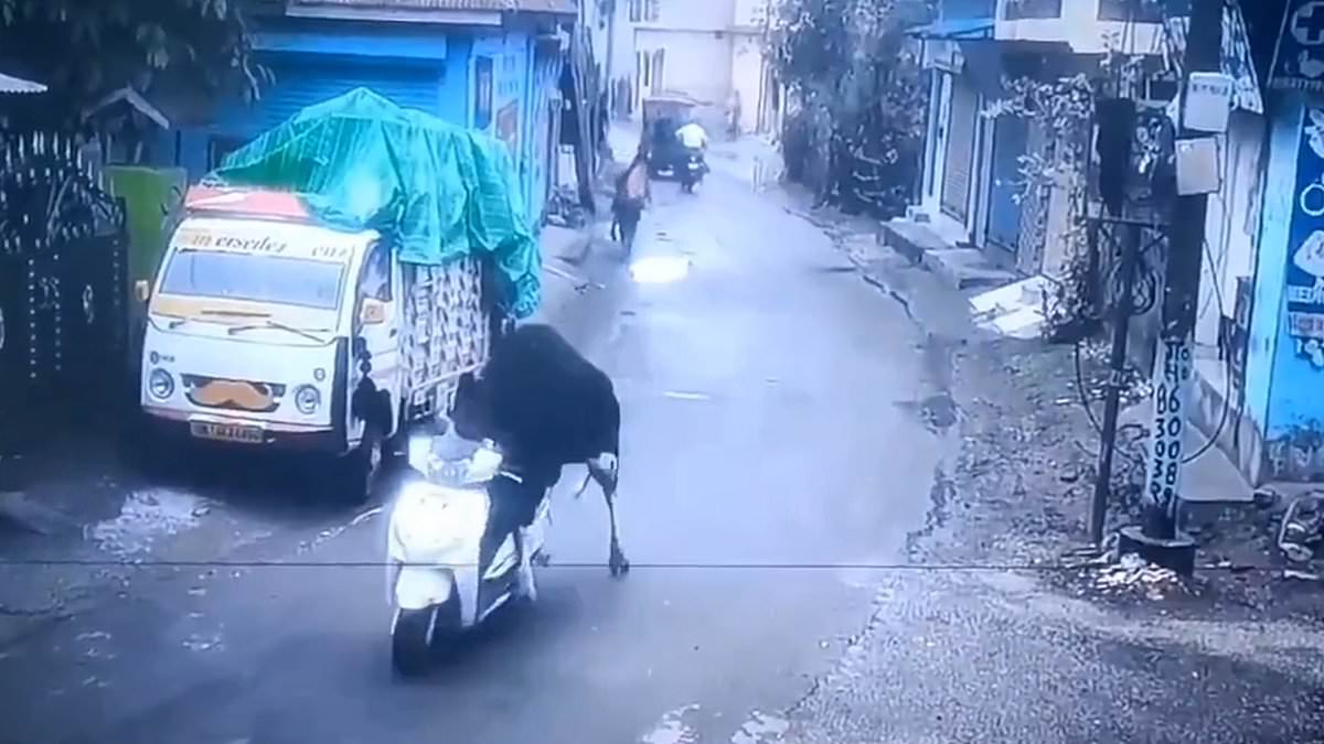 alert-–-it’s-a-moo-torbike!-bizarre-moment-bull-steals-a-scooter-and-takes-it-for-a-spin