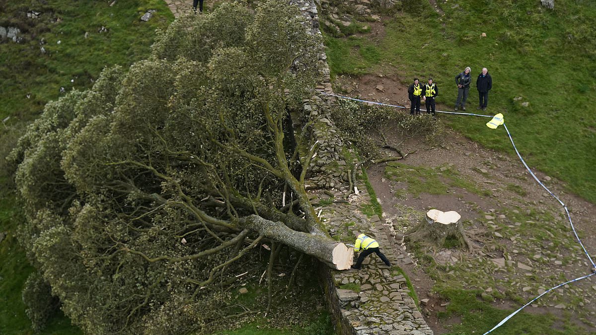 alert-–-sycamore-gap-pair-were-quizzed-by-police-over-homophobic-attacks-days-before-chopping-down-iconic-tree