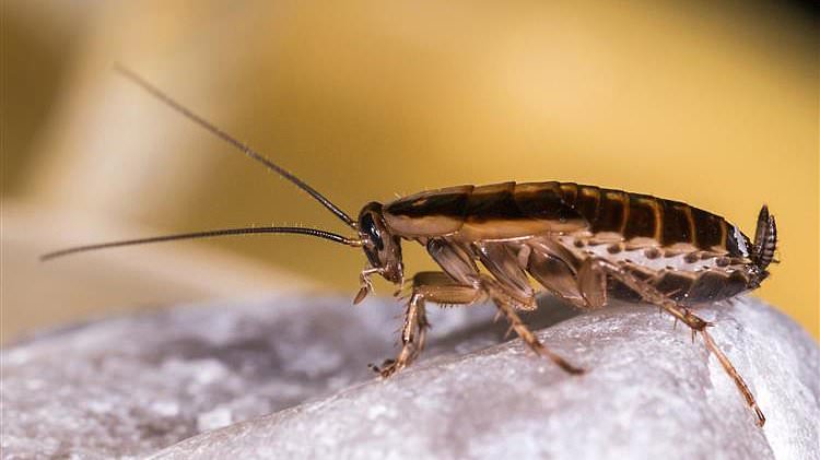 alert-–-cockroaches-found-at-luxury-hotel-with-top-restaurant-once-owned-by-celebrity-chef-–-as-food-inspectors-say-pests-have-been-an-issue-‘for-at-least-a-year’